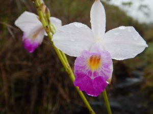 Wild Bamboo Orchids