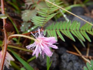 Dom's favorite plant that closes its leaves when touched!