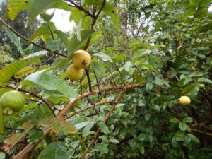 Tons of guava trees- small yellow ones, large yellow ones, large pinks ones, and tiny red strawberry guavas!