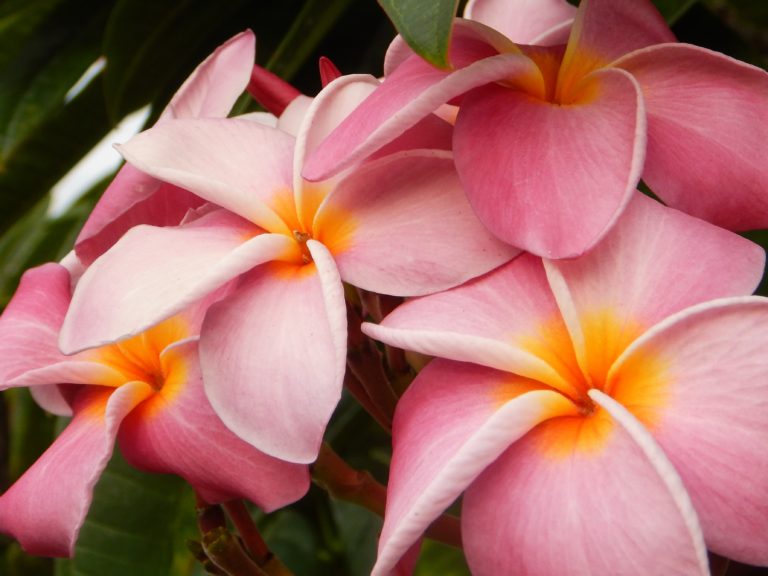 Gorgeous Hawaiian Flowers Enjoy Earth