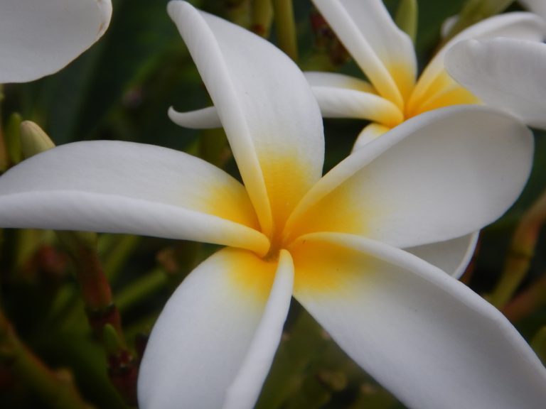 Gorgeous Hawaiian flowers – Enjoy Earth